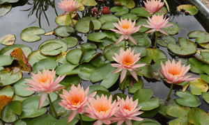 water lilies inspiration