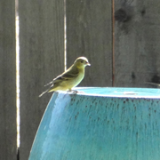 goldfinch fountain birdbath