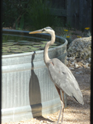 heron stalking fish in stock tank pond